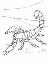 Free Printable Scorpion Coloring Pages For Kids sketch template