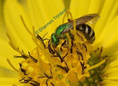 Squash bees (Peponapis sp.) and (Xenoglossa sp.)