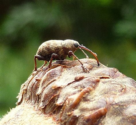 The Very "Cute" Acorn Weevil | East Brunswick, NJ Patch