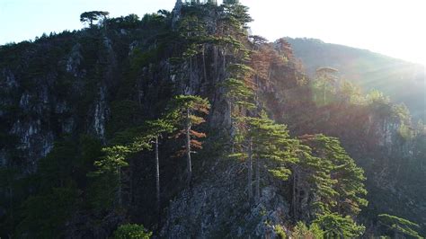 Aerial Drone Flying Over Pine Tree Forest In Stock Footage SBV ...