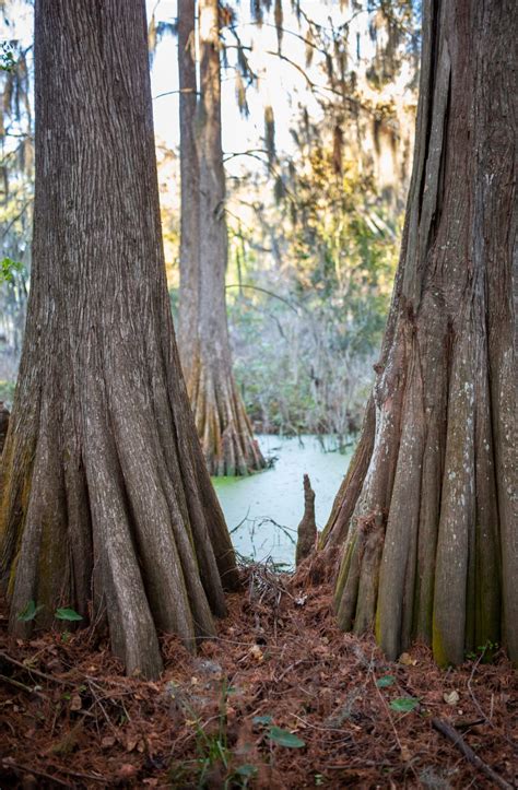 THE PORT ROYAL CYPRESS WETLANDS – Beaufort Lifestyle