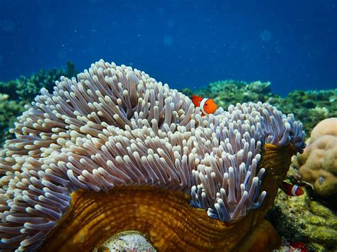 Sounds of the past give new hope for coral reef restoration — Science Bulletin