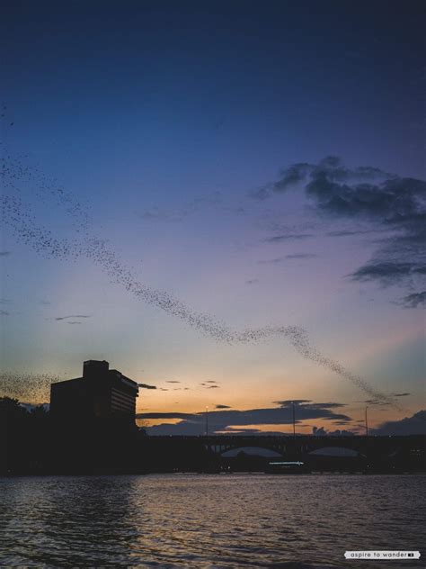 Where to See the Bats in Austin, Texas - Aspire to Wander