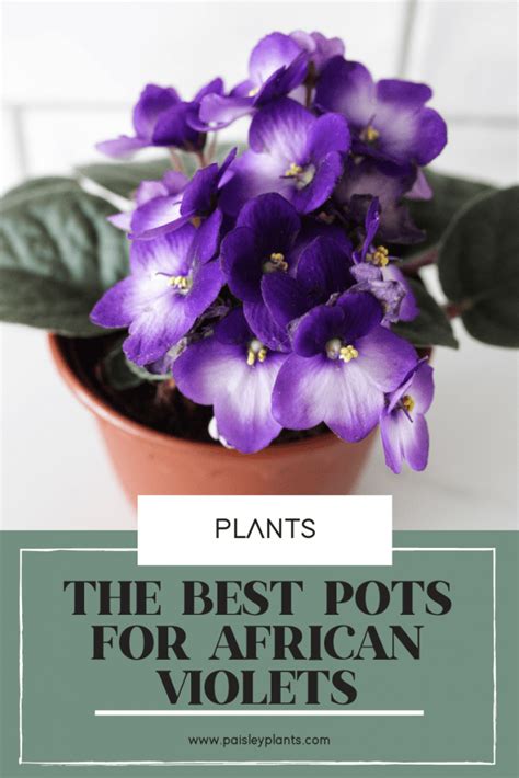 6 Best Pots for African Violets - Paisley Plants