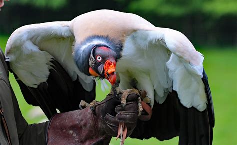 Free Images : bird, white, animal, wildlife, orange, portrait, red ...