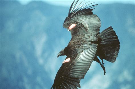 Helping the California Condor | Audubon California