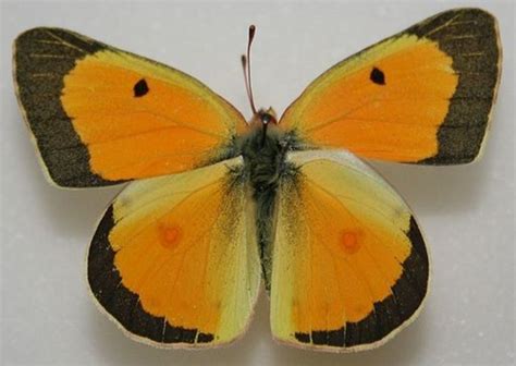 Butterfly Identification And Guide | HubPages