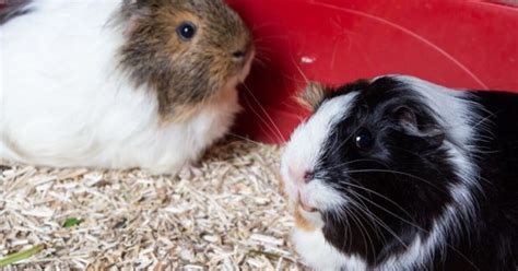 Best Guinea Pig Bedding | PetGuide