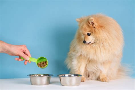 Best Grain-free Dog Food - Dogtime