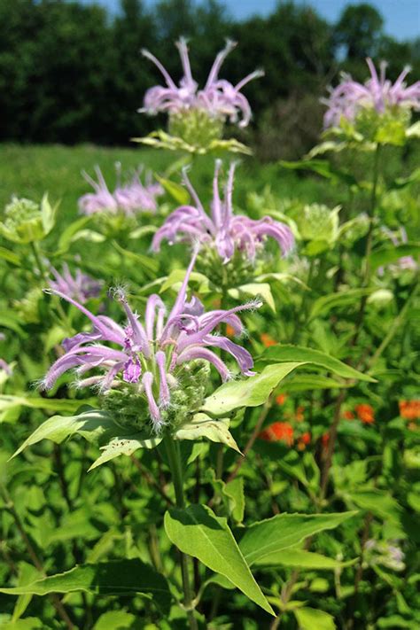 Wild Bergamot | Illinois Pollinators