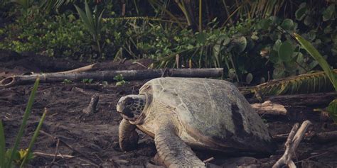 Arenal and Tortuguero Sea Turtle Conservation | EF Educational Tours