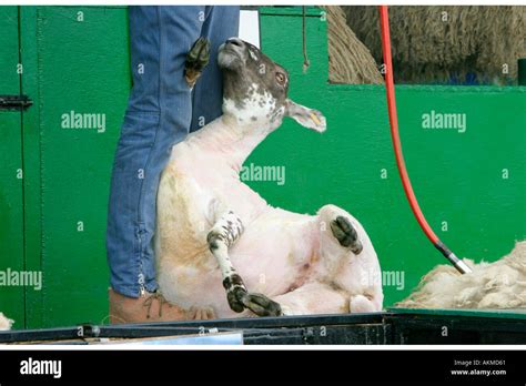 Sheep Shearing Demonstration 10 Stock Photo - Alamy