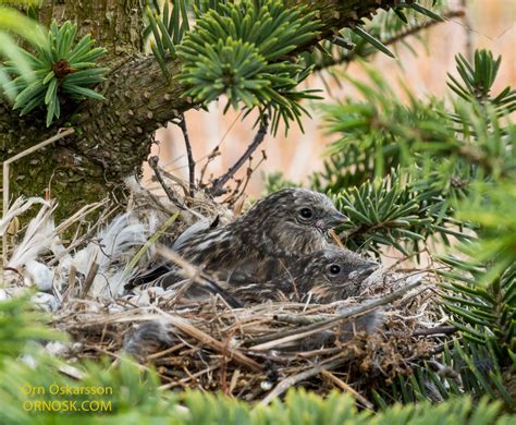 Redpoll | ORNOSK – birds, landscape, weather