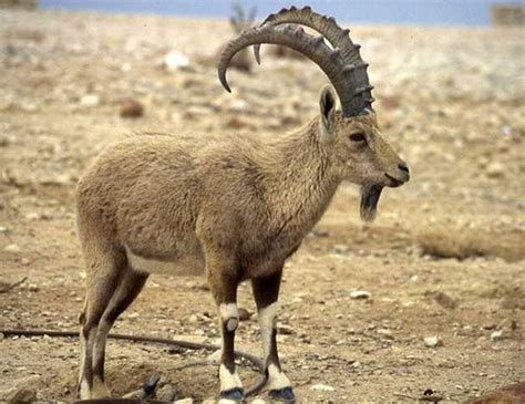 ASIATIC IBEX LIFE EXPECTANCY