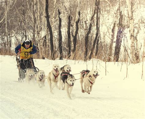 Traditional Kamchatka Dog Sledge Race Elizovsky Sprint Editorial Photography - Image of mushing ...