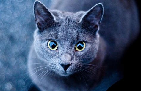 Grey Cat Breeds With Yellow Eyes - Pets Lovers