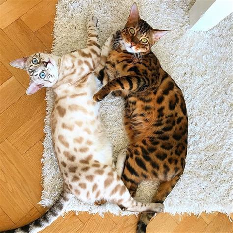 5,003 Likes, 37 Comments - Bengal Cats (@bengalcatsworld) on Instagram: “Love the various coat ...