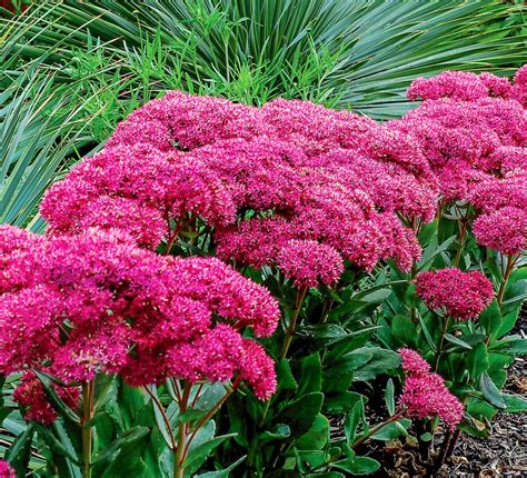 Top 10 Year Round Flowers and Perennial Plants - Birds and Blooms