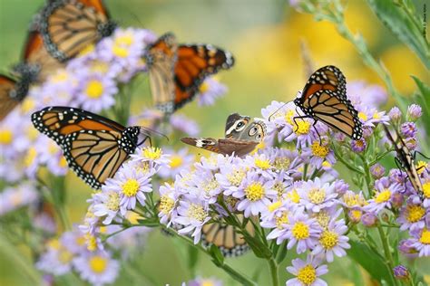 Central Park Butterfly Garden - Urban Hawks