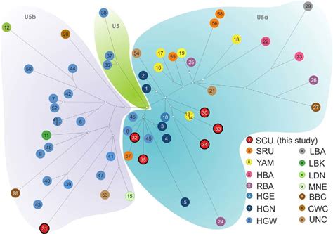 Median network of U5 haplotypes. Colors of nodes represent... | Download Scientific Diagram