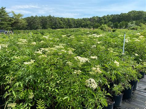 Sambucus canadensis- Elderberry - Long Island Natives