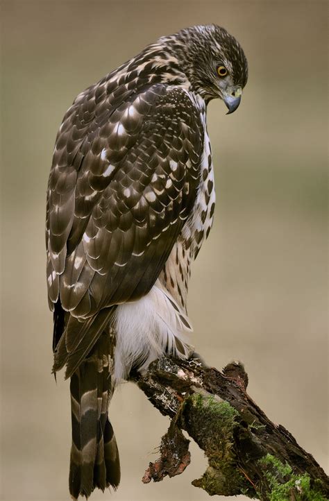 Goshawk | Northern Goshawk