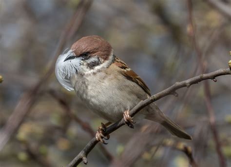 Tree Sparrow Gathering Nesting Material... © Christine Matthews :: Geograph Britain and Ireland