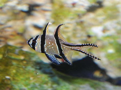 The Online Zoo - Banggai Cardinalfish