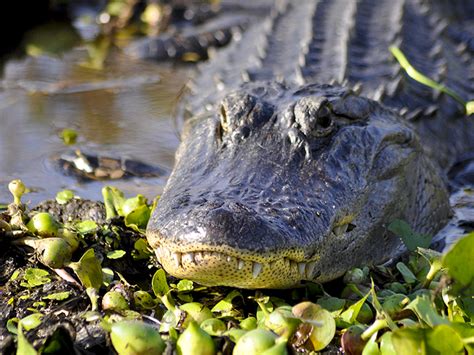 Kissimmee Swamp Tours Is Wonderfully Wild Kissimmee Swamp Tours