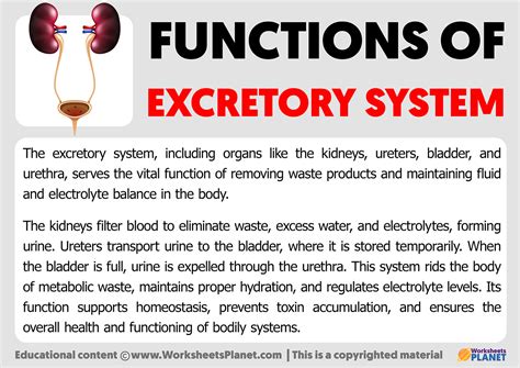 Functions of Excretory System