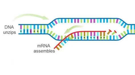 Base Pairing DNA and mRNA Diagram | Quizlet