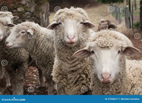 Curious Sheep stock image. Image of mutton, farm, wool - 37948417