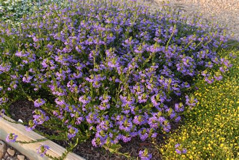 Scaevola aemula (Fairy Fan Flower,, Fan Flower) | North Carolina Extension Gardener Plant Toolbox