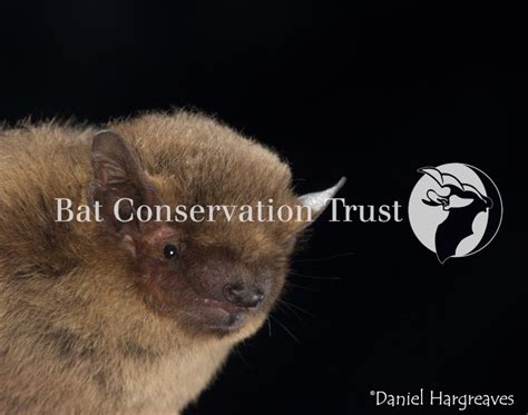 Soprano pipistrelle - Photo Library - Bat Conservation Trust