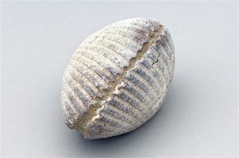 Fossil Clam Photograph by Kaj R. Svensson/science Photo Library - Fine Art America