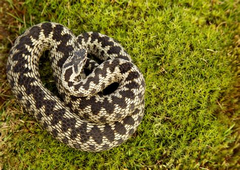 Identify UK Snakes | Derbyshire Wildlife Trust