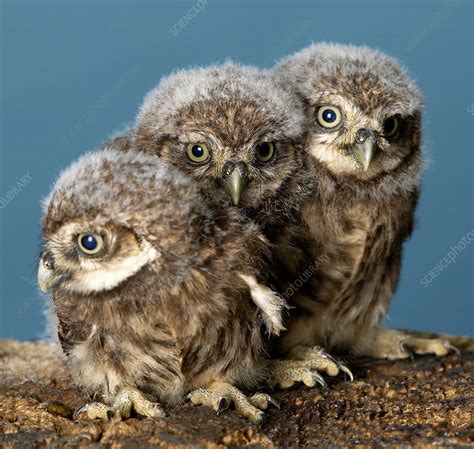 Baby Owls - Stock Image - F008/8342 - Science Photo Library