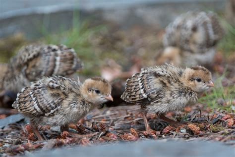 California Quail… Chicks! | Wings Over Skagit