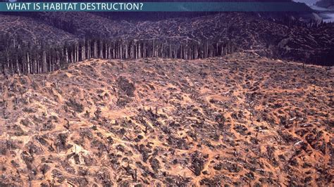 Habitat Destruction | Definition, Types & Examples - Lesson | Study.com