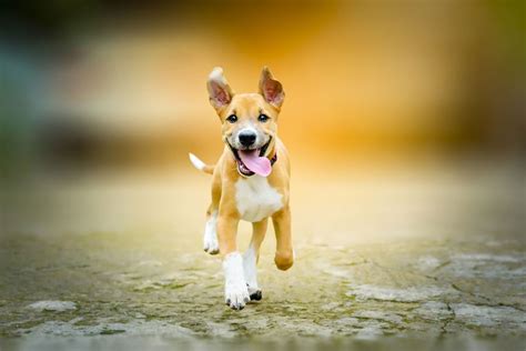 Dog Safety – How to Stop Your Dog From Running Away