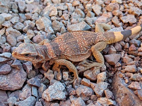 DESERT WILDLIFE