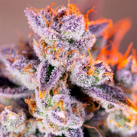 Tropicanna Poison XL Auto Strain - SeedFare Find the Perfect Seed at the Right Price