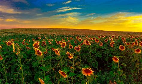 Download Flower Yellow Flower Nature Cloud Sky Field Sunflower 4k Ultra ...