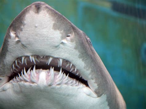 Sharks Teeth | Smithsonian Photo Contest | Smithsonian Magazine