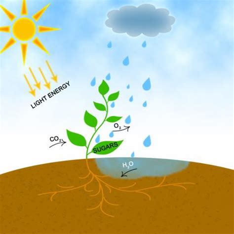 Photosynthesis | Lesson Plan