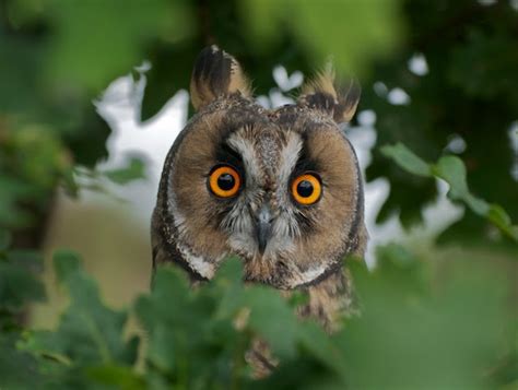 British Wildlife Centre ~ Keeper's Blog: British Owls