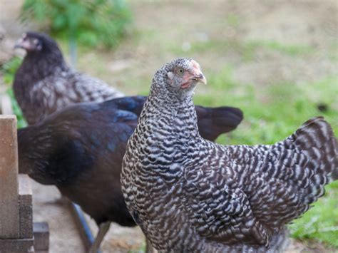 Chicken Worms and Natural Deworming Tips - the Imperfectly Happy home