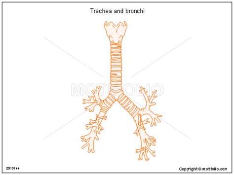 Trachea diagram