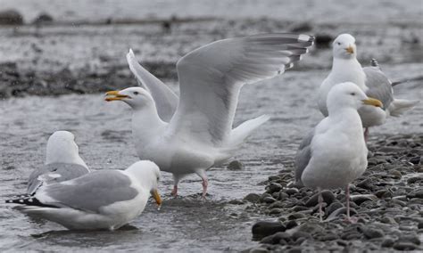 Cook Inlet Gull (Herring x Glaucous-winged Gull hybrid) Identification in Alaska - Alaska eBird