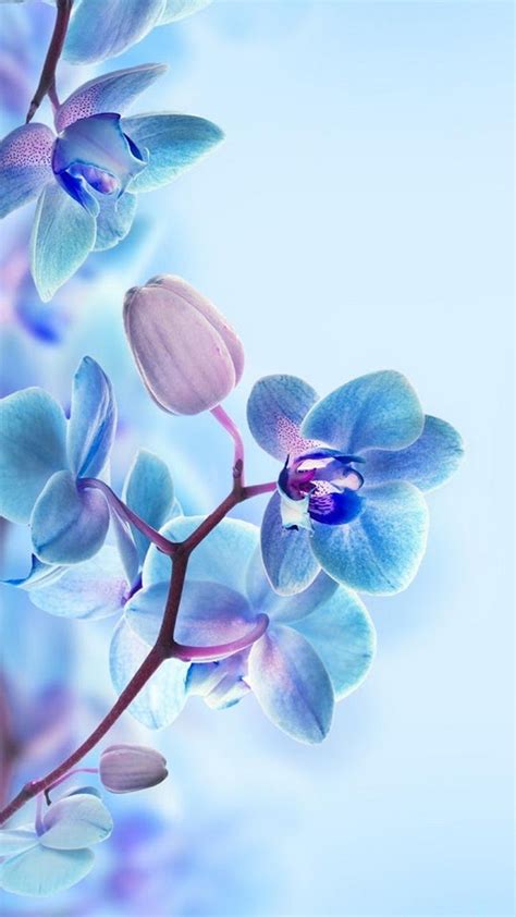 Blue Orchid 3D Wallpaper for Mobile